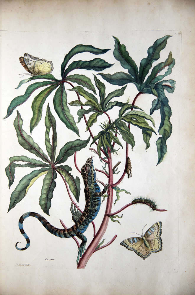 Coloured engraving of a plant with white butterflies, caterpillars and a colourful small lizard