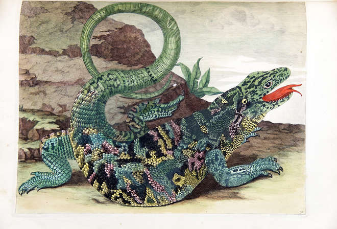 Colourful lizard with green, yellow and pink scales and bright red tongue.