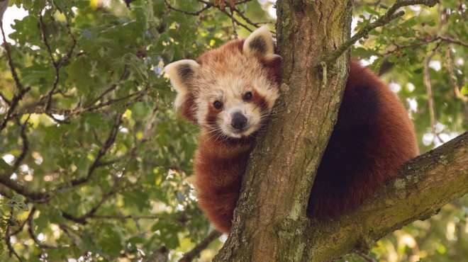 Red panda Nilo at ZSL Whipsnade Zoo