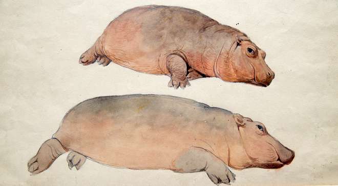 Coloured drawing of two views depicting a hippopotamus lying down.