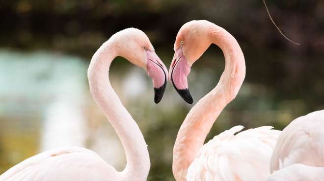 Two flamingos at ZSL London Zoo