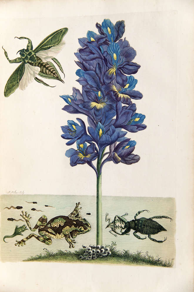 Coloured engraving with a large purple flower, flying water bug and in water - frog with spawn, tadpoles and a water bug