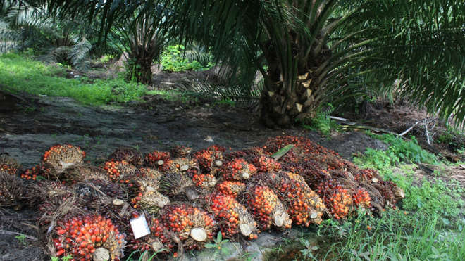 пальмовый фрукт