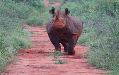 Critically Endangered Black Rhino