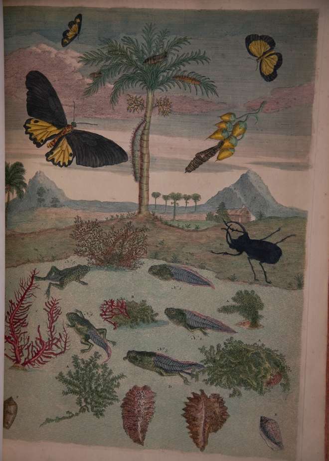 Colour engraving of frogs metamorphosis from eggs, tadpoles to frog with a palm tree, insects & other invertebrates