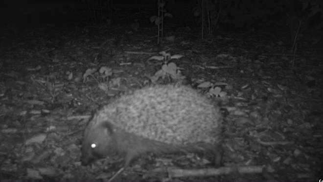Hedgehogs need access to green spaces