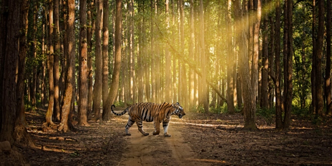 Tiger walking in the forest