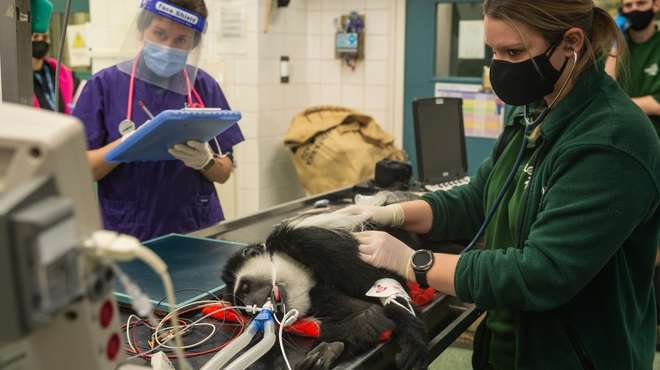 Colobus monkey Max has a health check at ZSL London Zoo