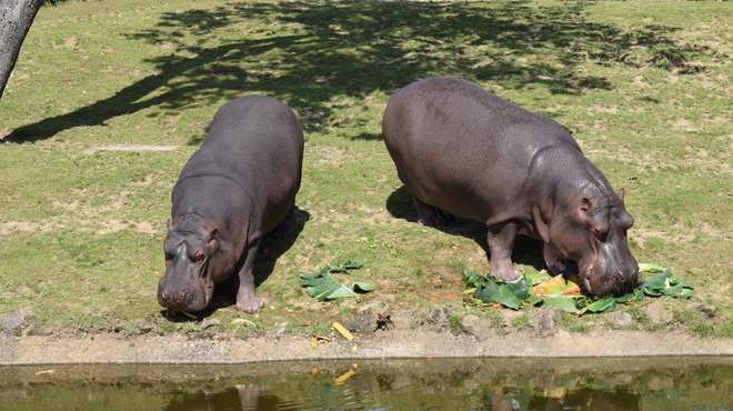 Common hippos Hodor and mum Lola in the sunshine at ZSL Whipsnade Zoo