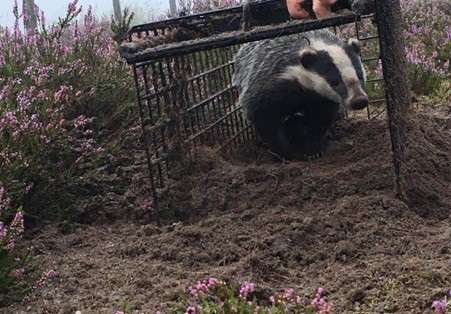 Release of a vaccinated badger