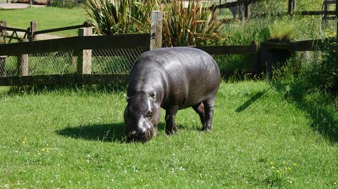 Pygmy hippo Tapon out in the paddock in the sunshine at ZSL Whipsnade Zoo