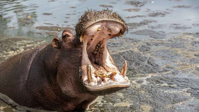 Lola the hippo at ZSL Whipsnade Zoo with her mouth open