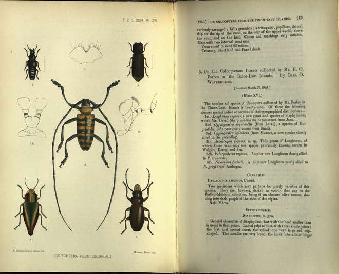 Coloured illustration of 5 beetle species, the centre beetle with long antennae 