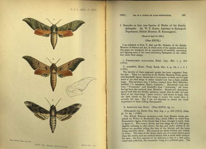 Colour plate depicting 3 species of moth