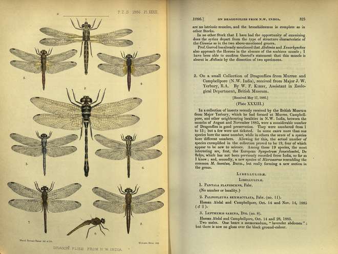 Hand coloured illustration of 8 species of dragonfly