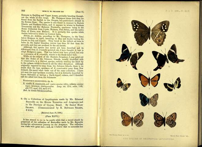 Colourful illustration of new species of butterfly