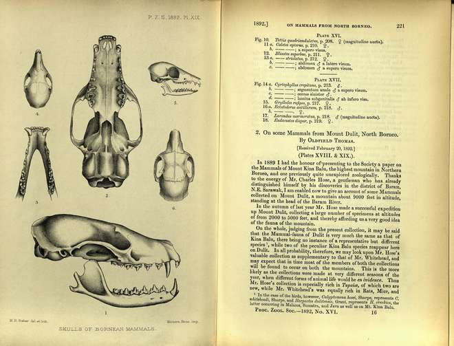 Black and white illustration depicting various views of mammal skulls