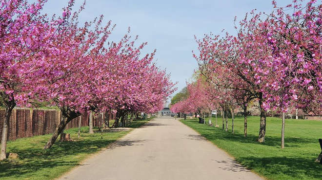 A path lined with blossom trees with bright pink blooms