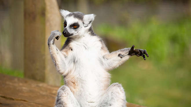 A lemur looks to the left as he sits with his hands out to the sides. 