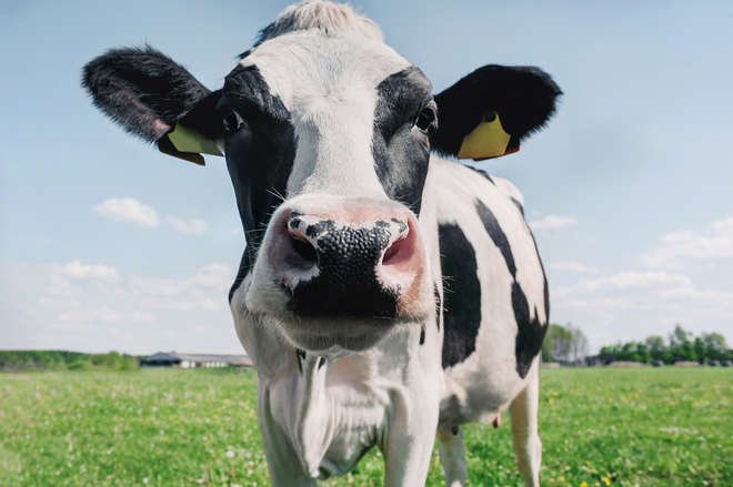 Dairy cow. Source: Shutterstock