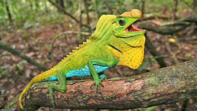 colourful lizard with open mouth