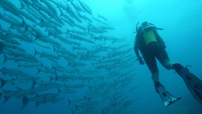 diver and a shoal of fish