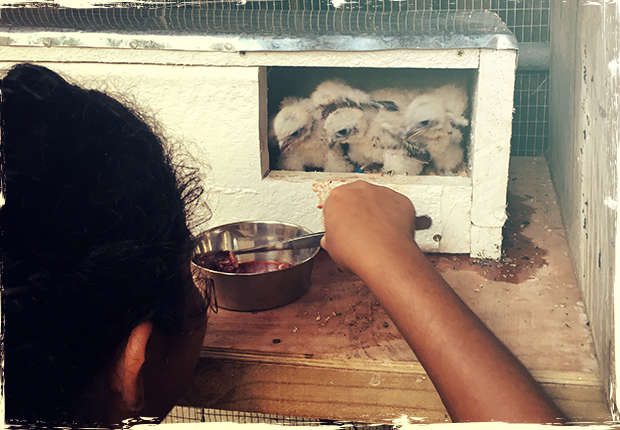 Kestrel chicks being fed