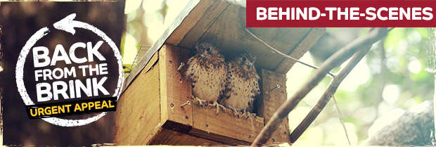 Mauritius kestrels - Back from the Brink