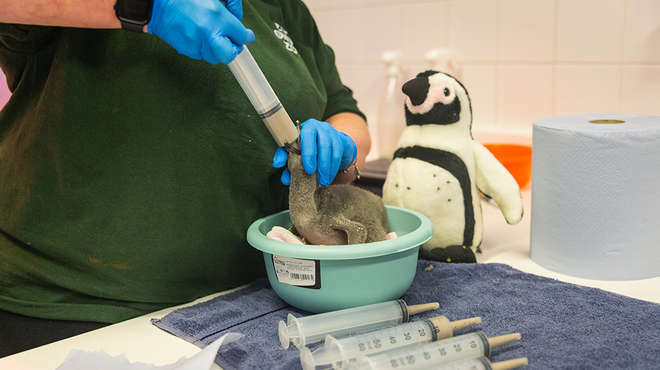 A penguin chick being hand fed with a syringe by a ZSL keeper