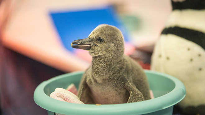 A penguin chick sitting in a plastic bowl under a heat lamp 