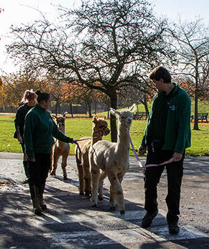 Walking the alpacas in Whipsnade Zoo