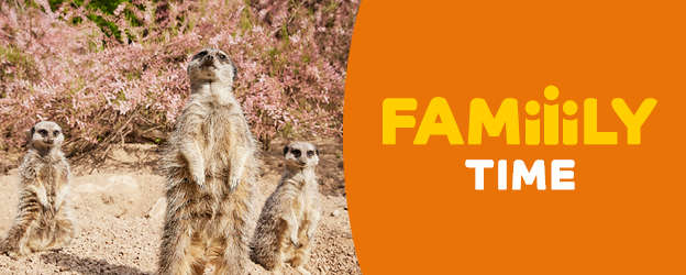 Three meerkats in their enclosure. Text on the right hand side reads "family time". 