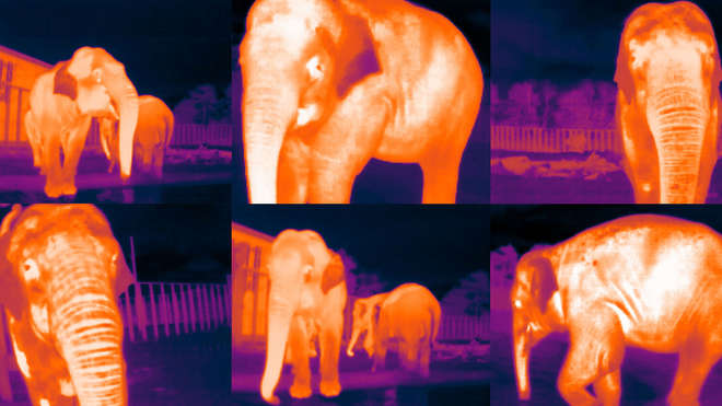 thermal image of elephants