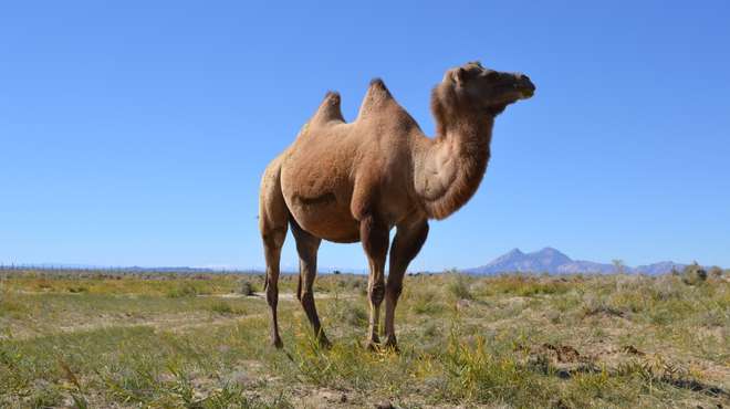 A Critically Endangered wild camel in Mongolia