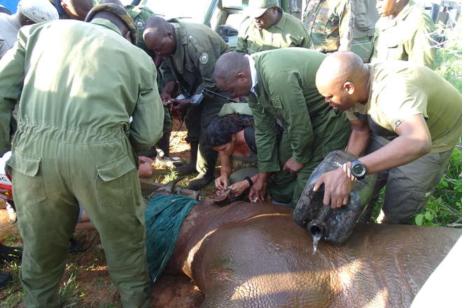 ONCE THE RHINO IS SEDATED, THE TEAM MOVES IN TO LOOK AFTER IT 