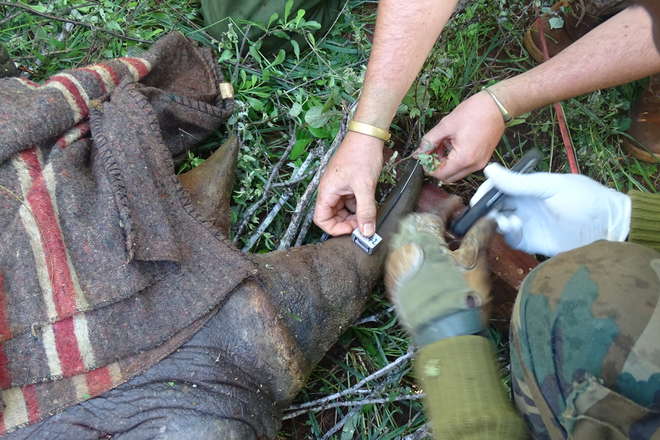  A TINY HOLE IS DRILLED INTO THE RHINO’S FRONT HORN BEFORE INSERTING THE TRANSMITTER