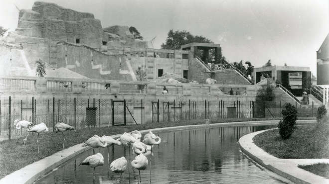 A photo of the Mappin Terraces (Outback) with flamingos standing in water in the foreground and bears in the background. There are people viewing the bears in the background.