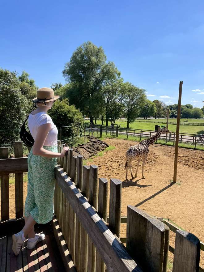 Member watches the Giraffes at Whipsnade Zoo
