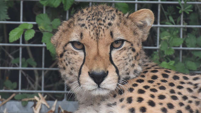 Cheetah headshot