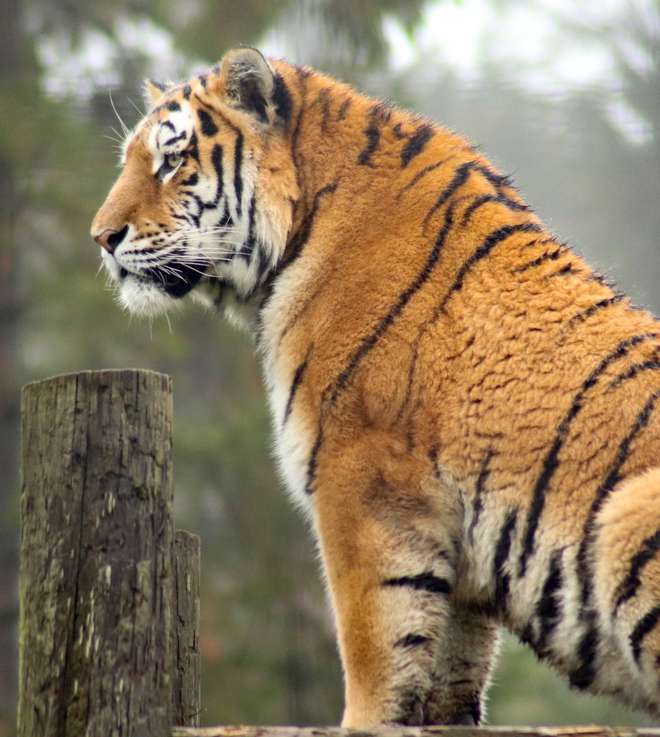 Amur Tiger at Whipsnade Zoo