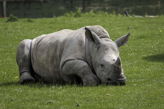Rhino at Whipsnade Zoo