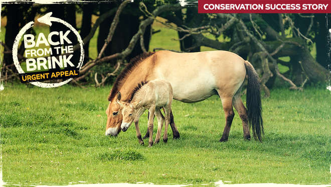Przewalski's horse with foal 