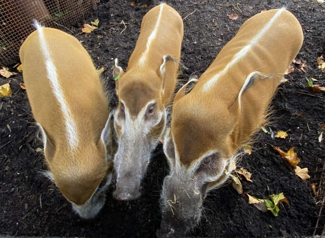 Red River Hogs at London Zoo