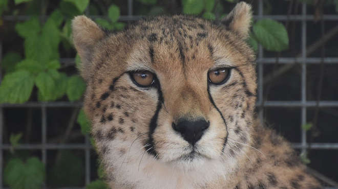 Headshot of Robyn our Whipsnade zoo cheetah