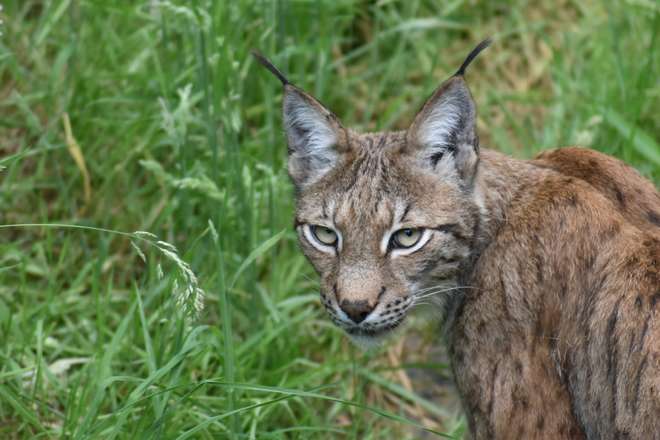 Lynx at Whipsnade Zoo