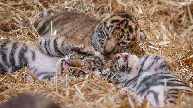Three tiger cubs sleeping next to each other in the straw in their Tiger Territory home