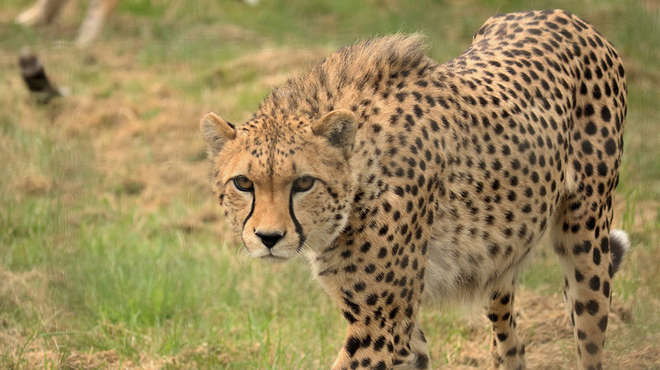 Cheetah at whipsnade zoo walking