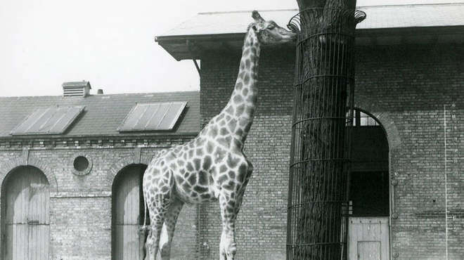 Giraffe in front of giraffe house black and white