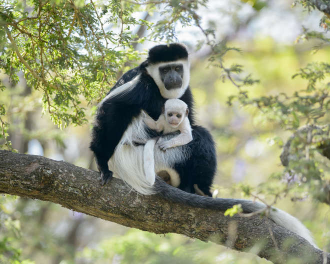 Colobus with baby