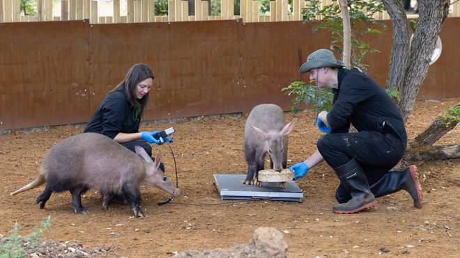 Aardvarks Nacho and Terry being weight at ZSL Whipsnade Zoo's annual weigh in